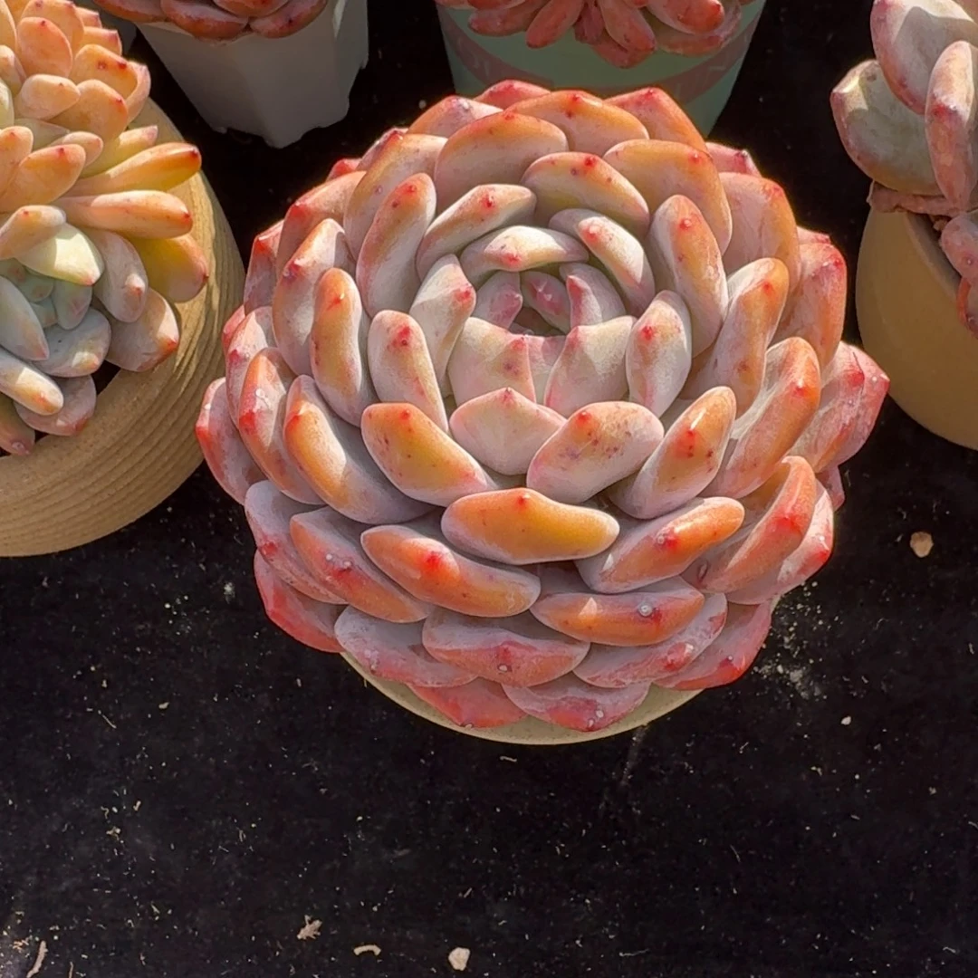 悦***悦精美单头，带盆发货。