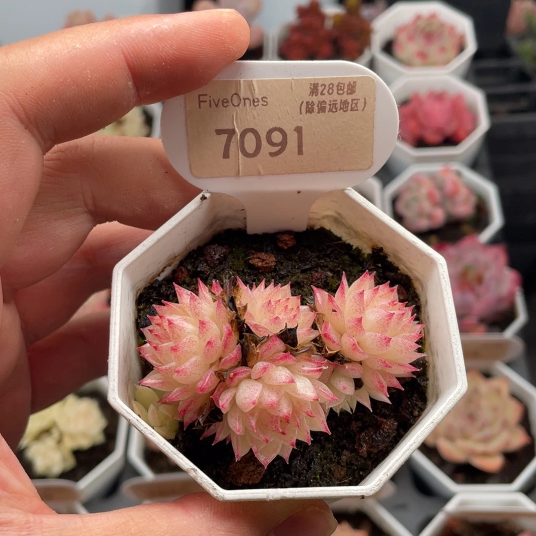 麦秆群7091-6厘米