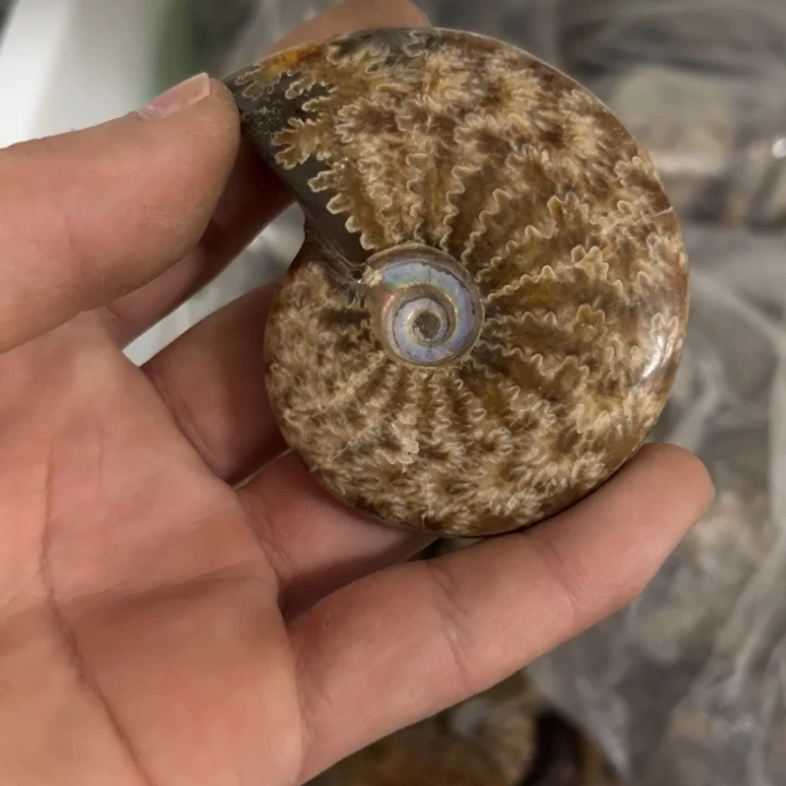 水晶662未镶嵌是**啦菊花螺