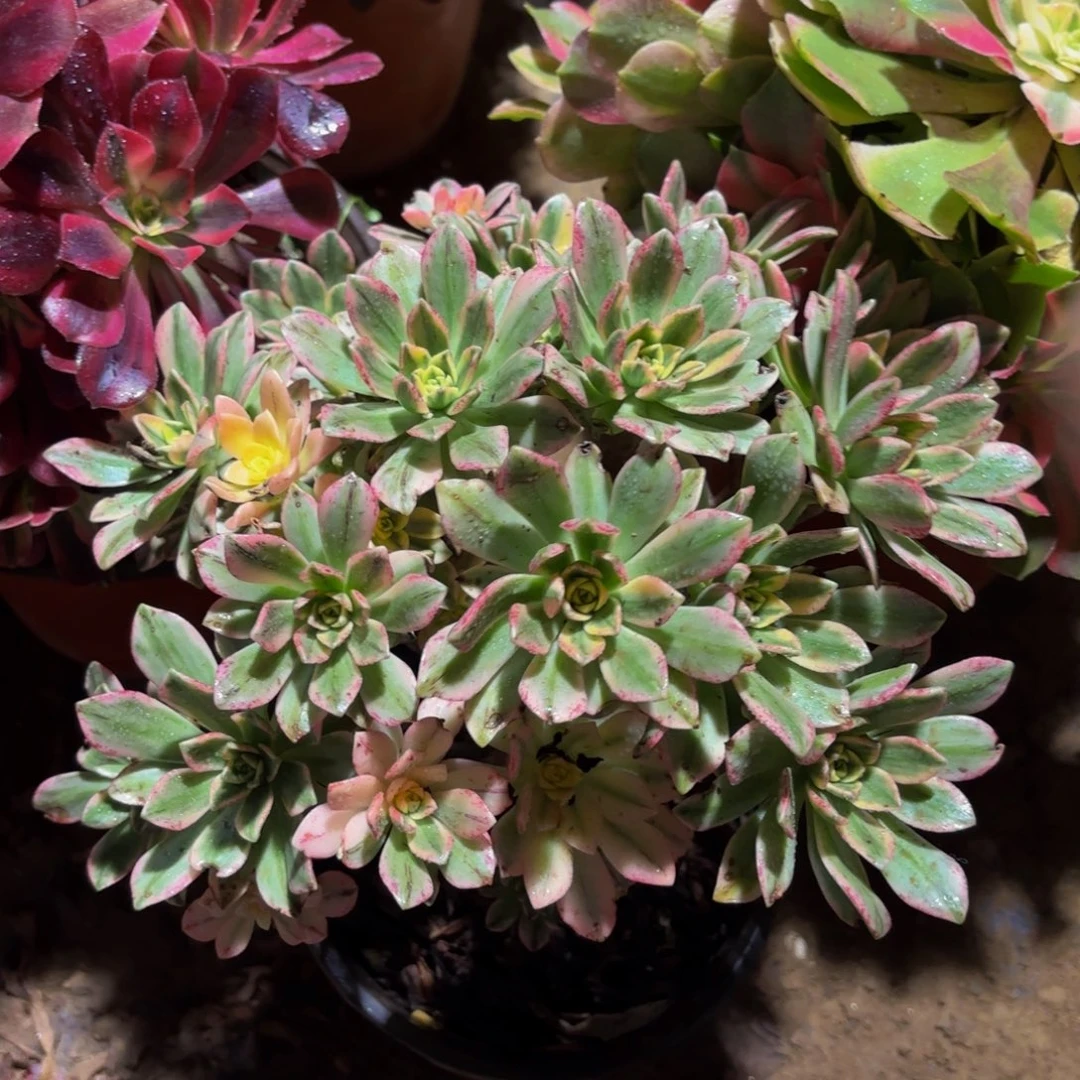 七彩甜茶9.9木质老桩