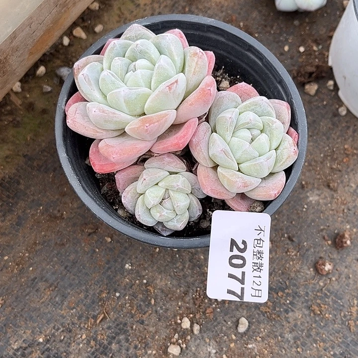 阿雅园艺。      2077冰玉