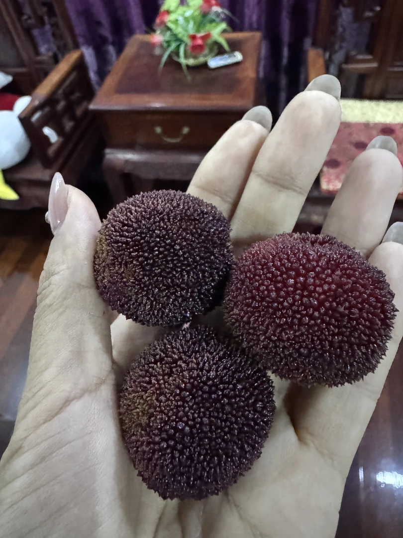 苏州东山自家东魁杨梅