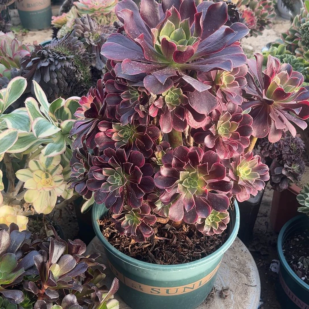 8金丝法师多肉植物