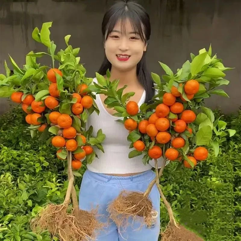 沙糖桔子树苗无籽砂糖橘子树苗嫁接红美人果树果苗盆栽南北方种植