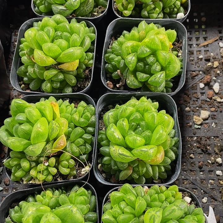 草玉露群带哦土发