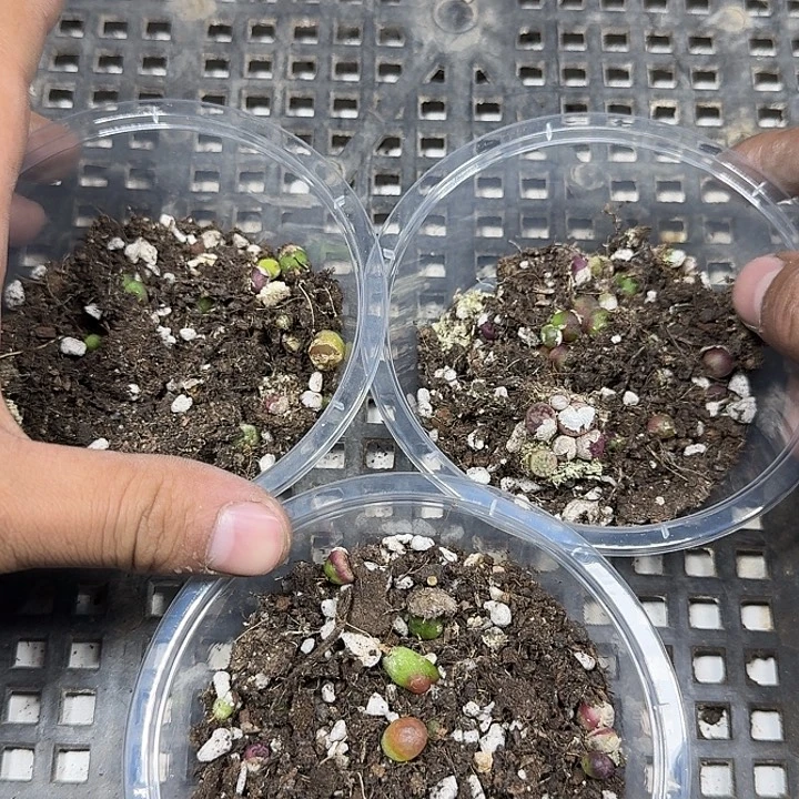 清框毛砸15一份多肉