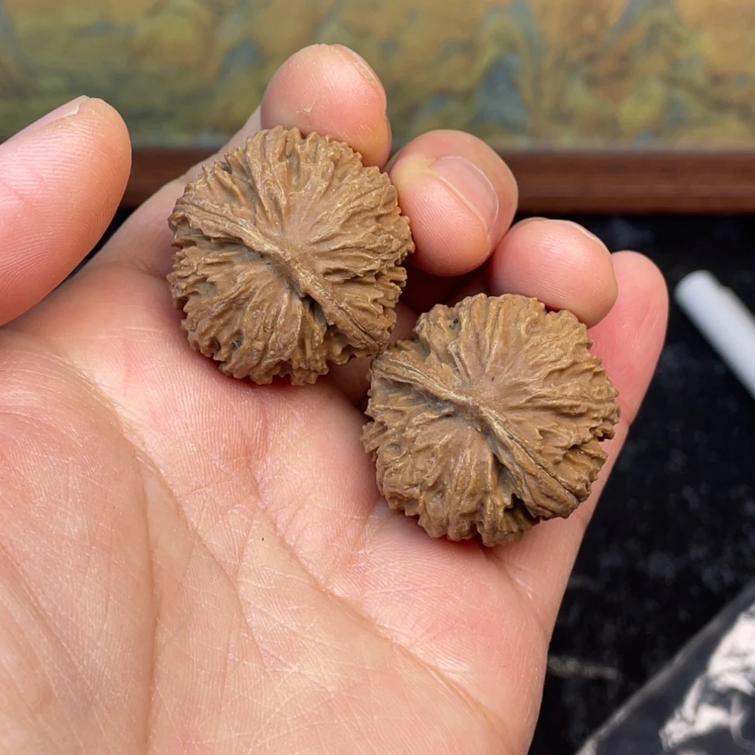 核桃1号链接111111