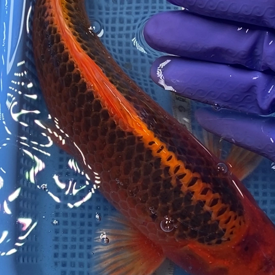 锦鲤冷水锦鲤包邮