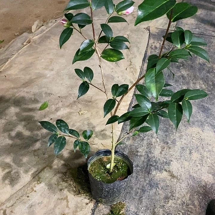 孔雀玉浦。  3个包。