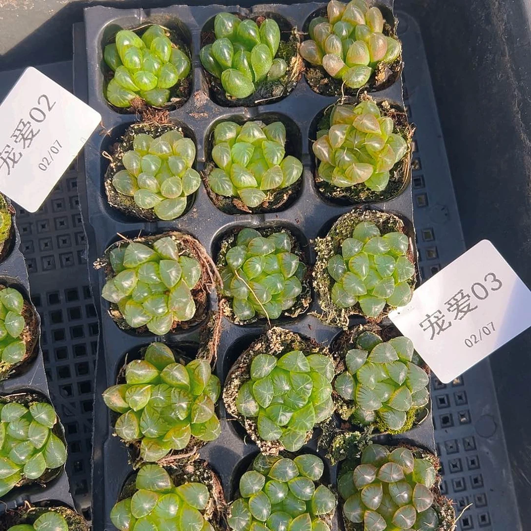 直播福利一物一拍03