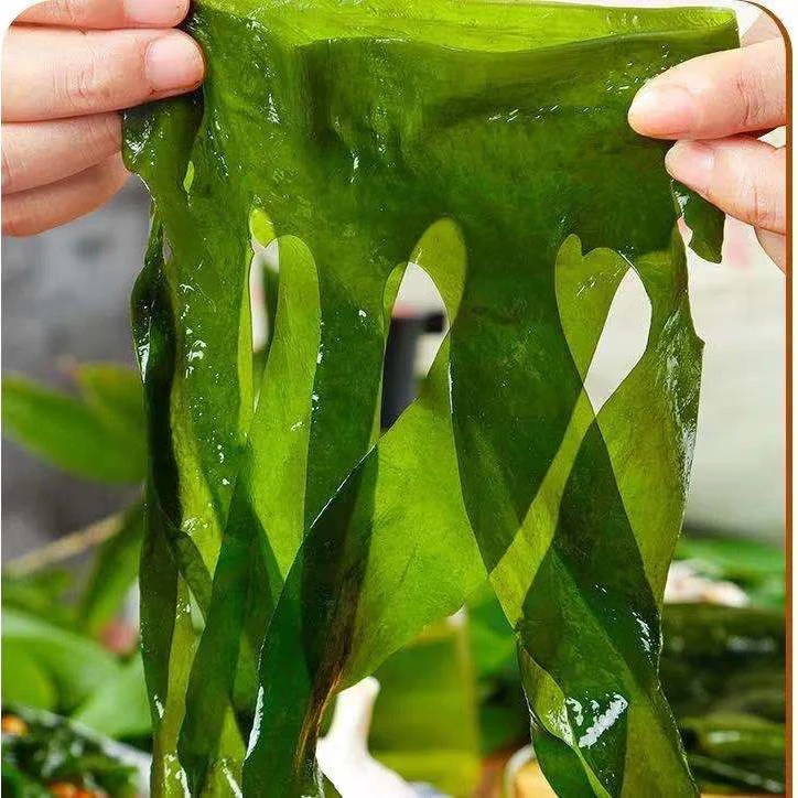 今年头茬海菜一箱5斤装 凉拌煲汤涮火锅
