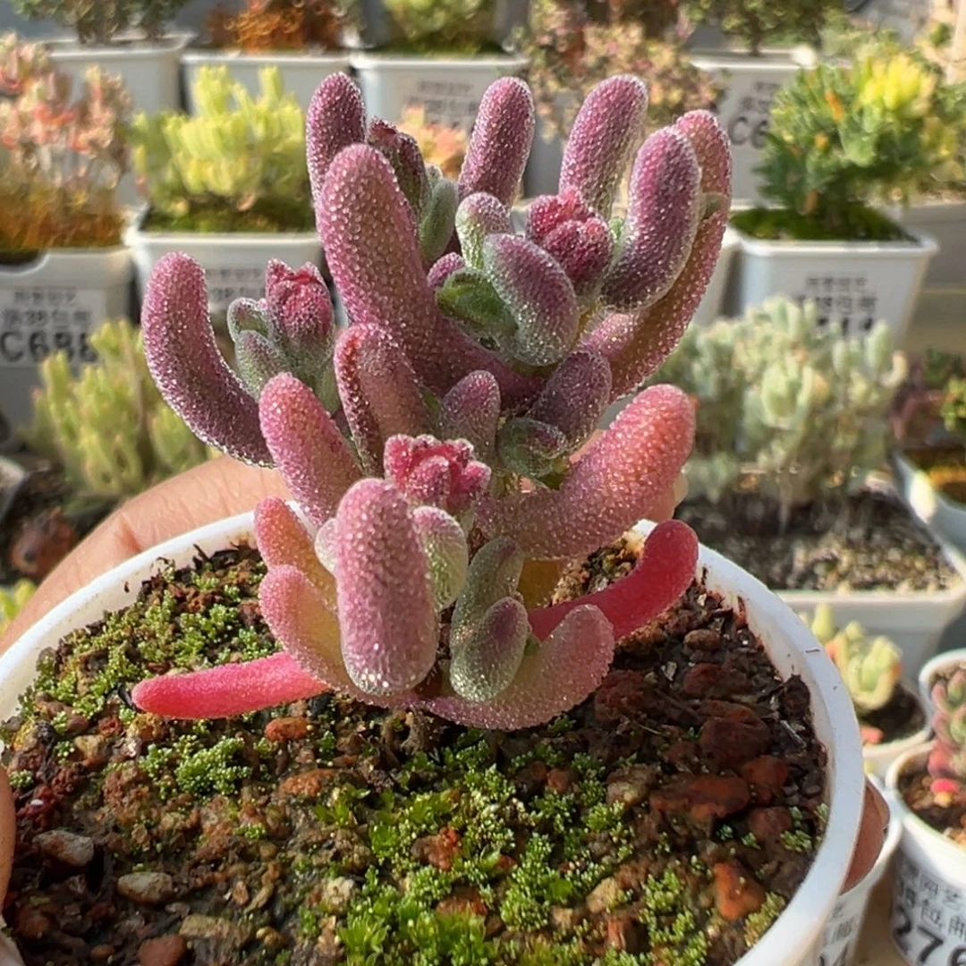 3-491超紫拉丝锦五圆盆枝干番杏