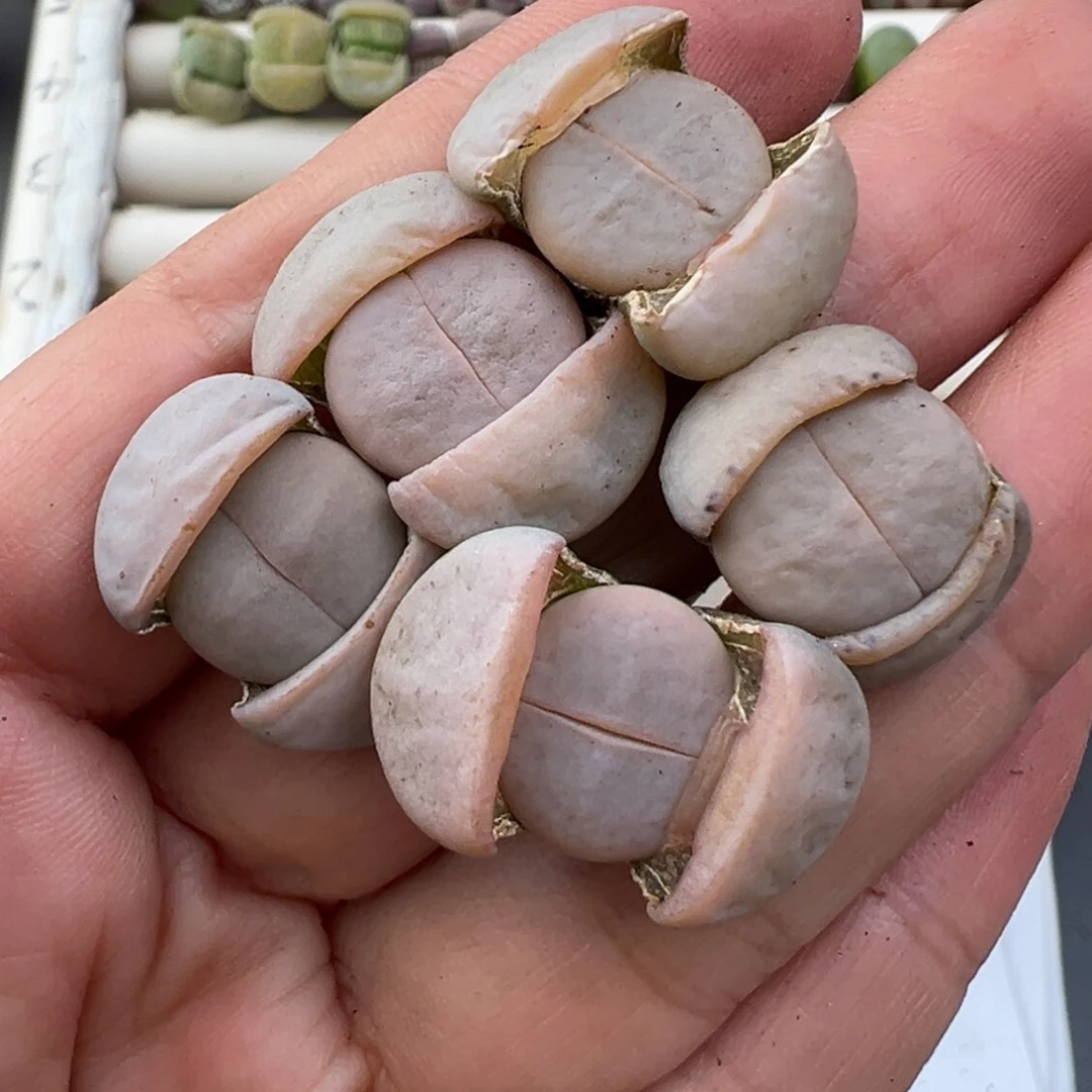 12.24好看的多肉脱土发货691