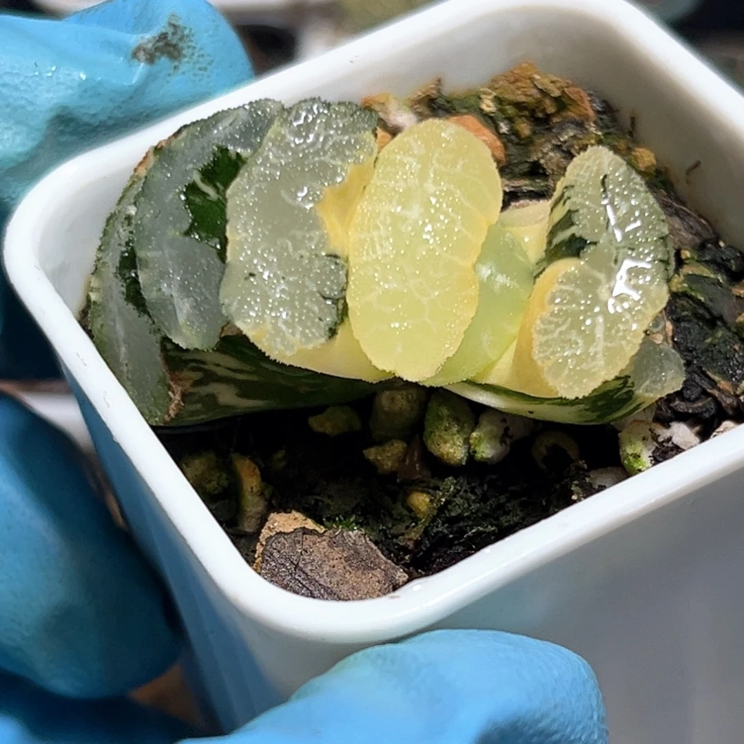 恭喜发财大吉大利519