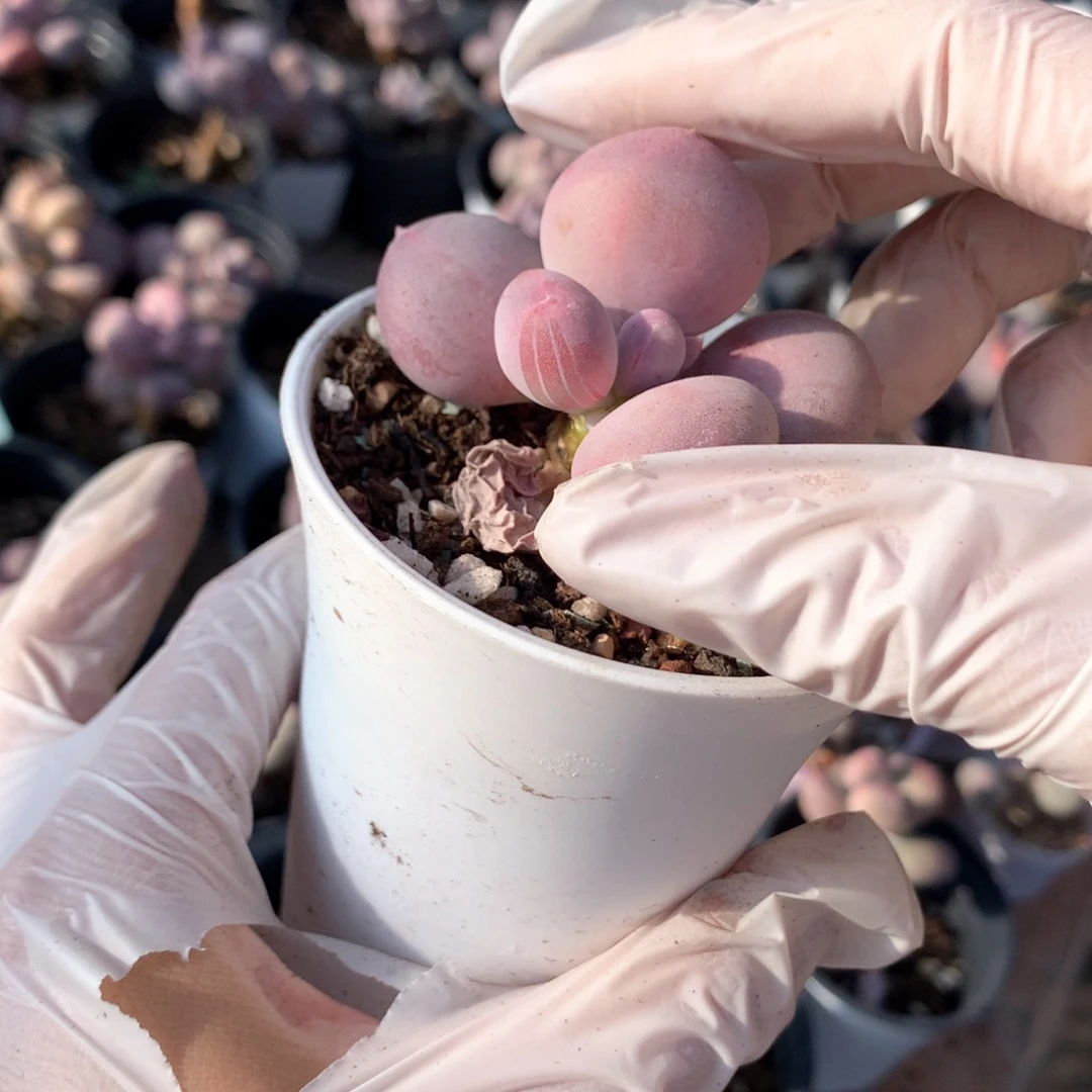 M***?小屁桃奶酪多肉小屁桃