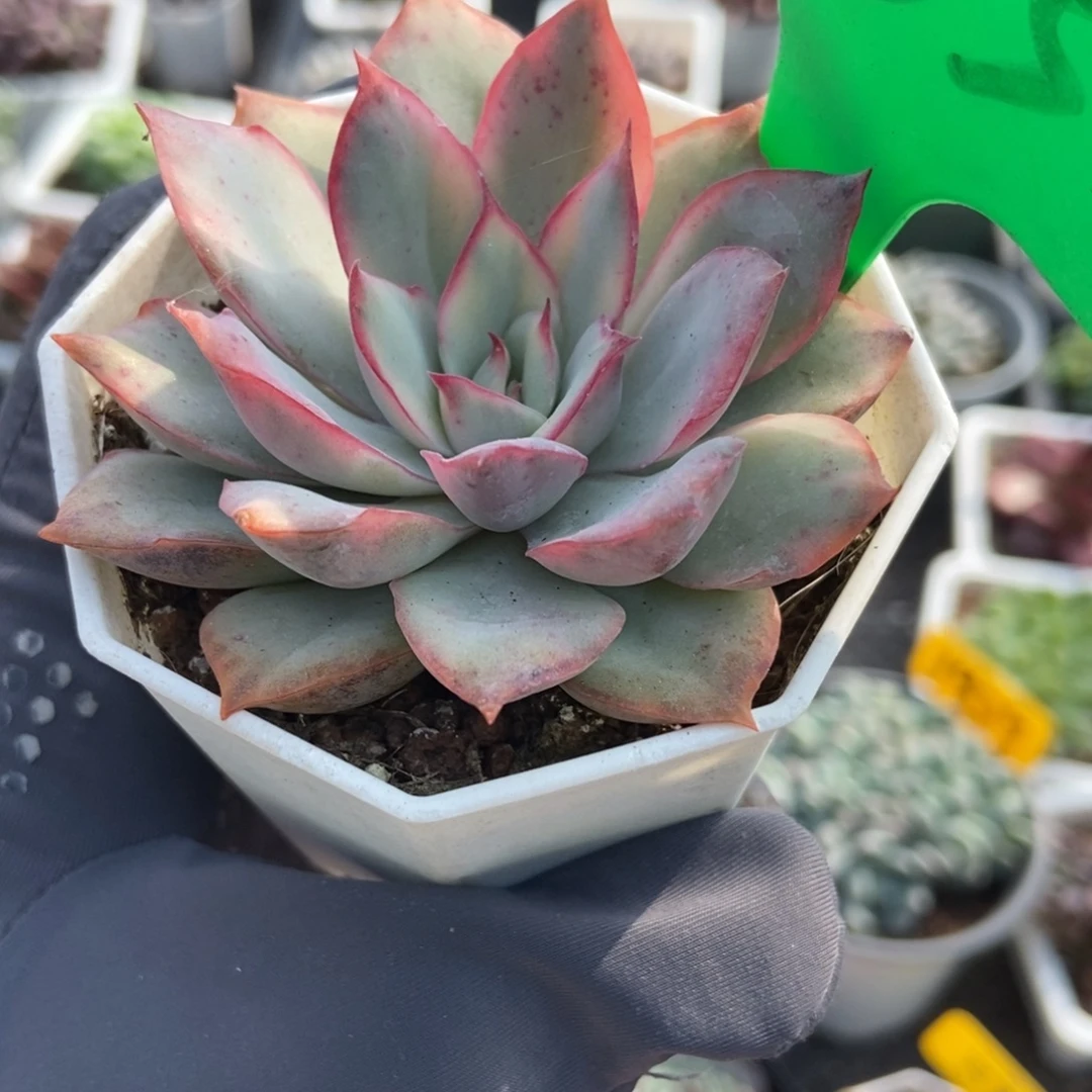 935月光女神锦多肉植物