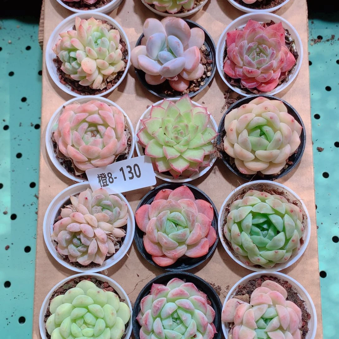 8-130一物一拍带盆18颗