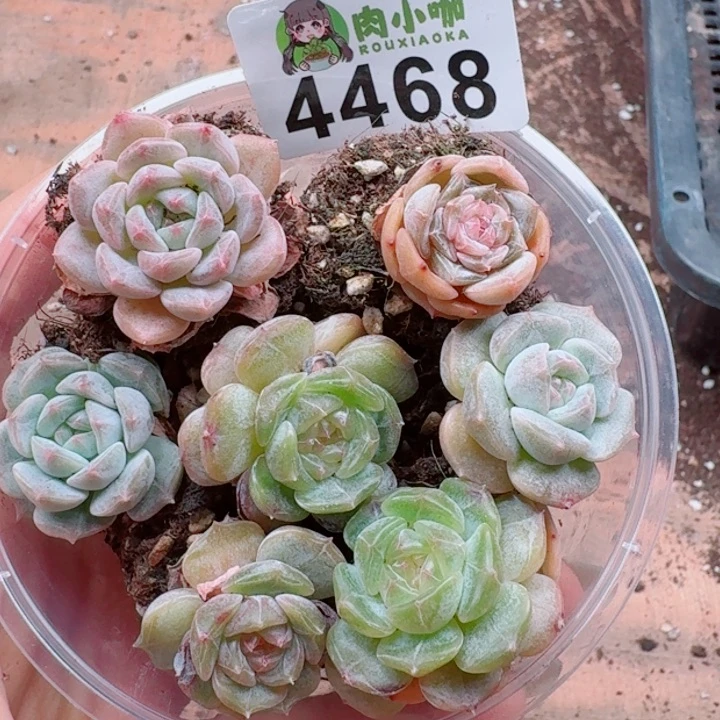 多肉植物多肉植物