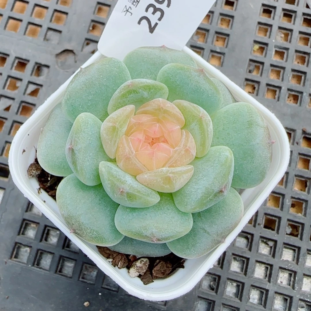 珍珠糖，2396多肉植物