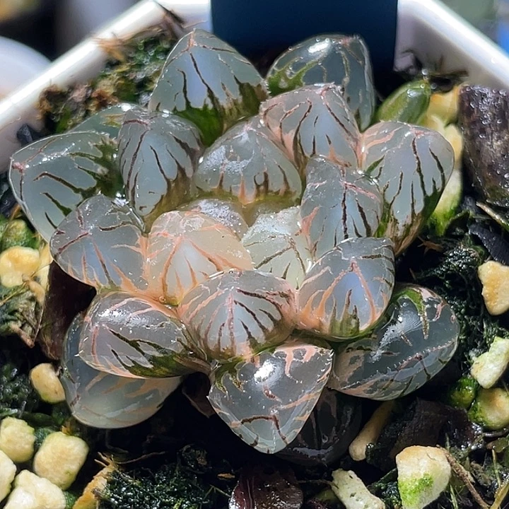841巨大化靈犀玉露錦福利