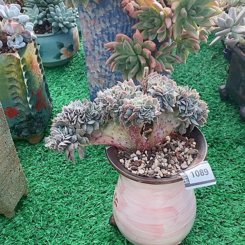 【闪购商品】天赐缀1089