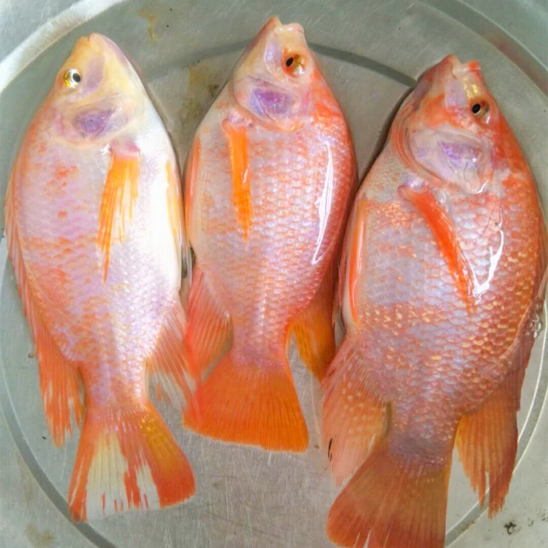 【正宗】红罗非鱼 彩虹鲷3-8公分渔场批发 淡水