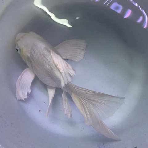 海水鱼贵妃蝴蝶一条