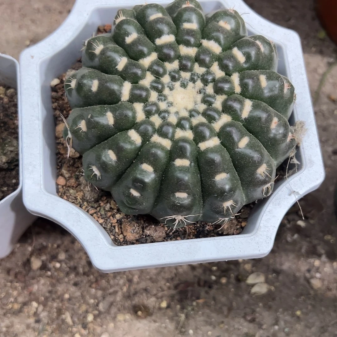 m***o无刺美玉生长发育