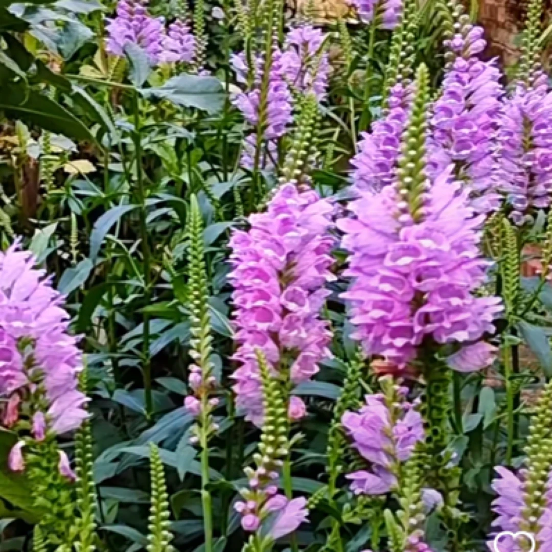 假龙头多年生耐寒耐热