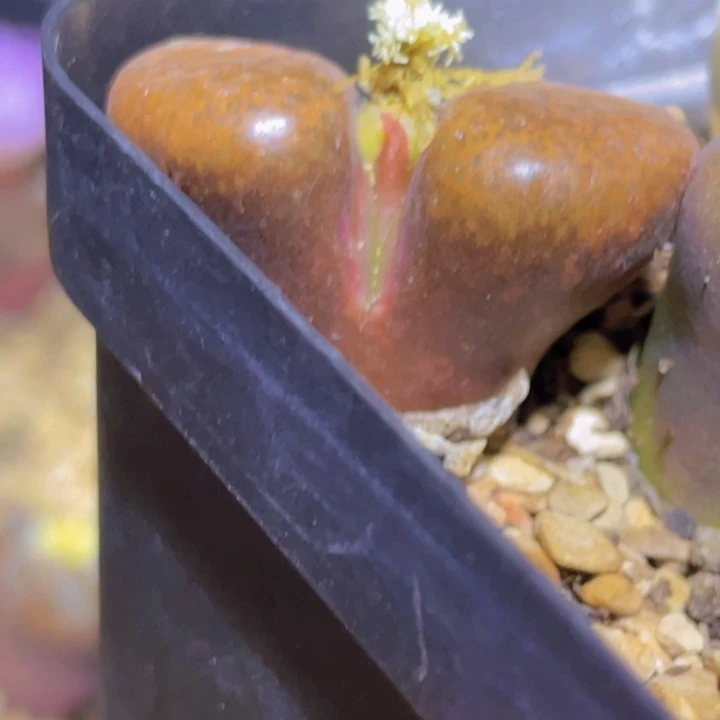 4558889889988888888888