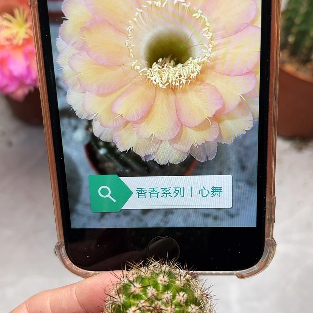 彩草心舞测芽2.5公分左右