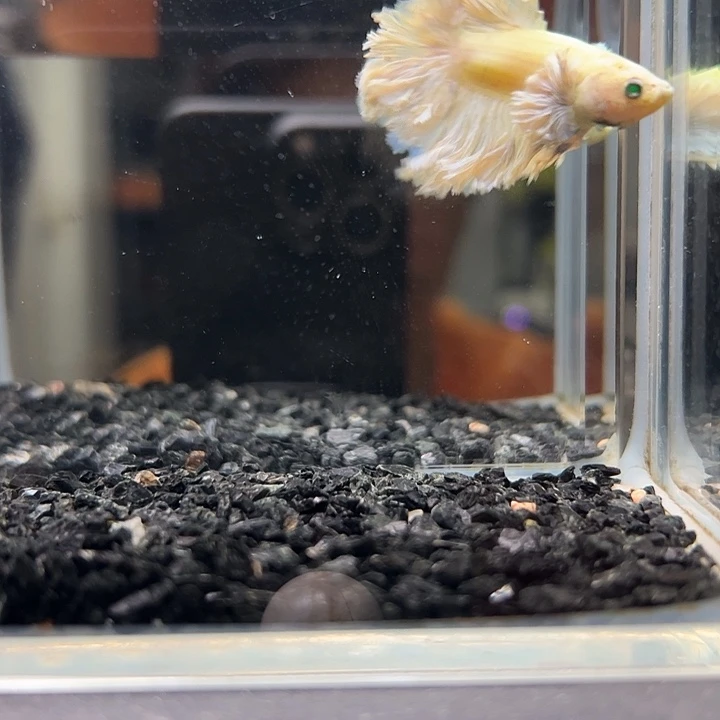 斗鱼跑单拉黑4日1