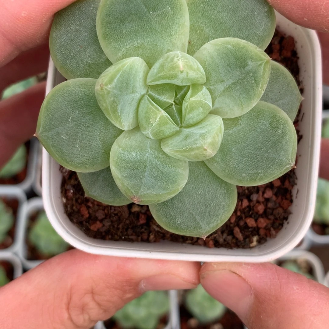 全部花朵大尺寸11号♥️