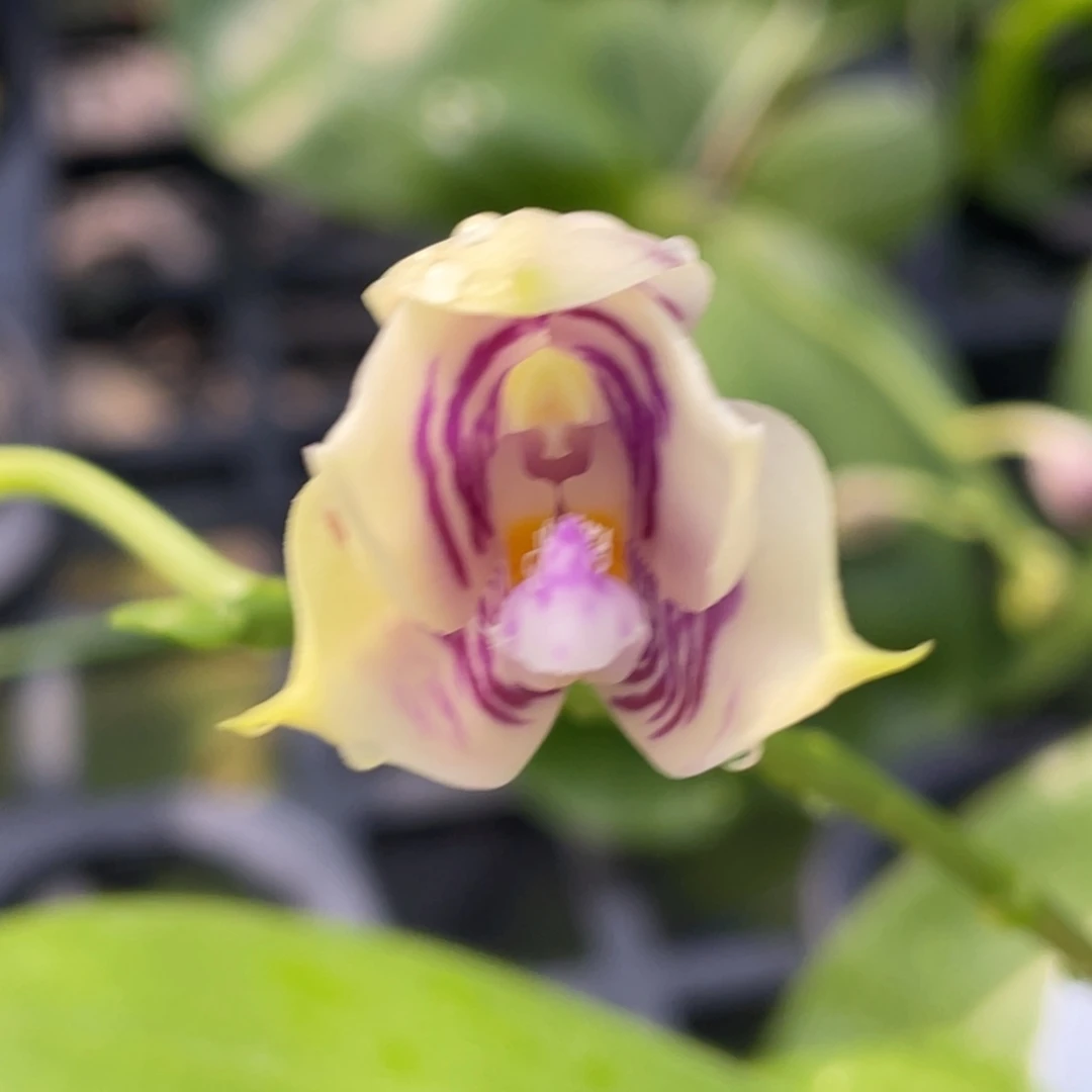 全部花苞路德交品