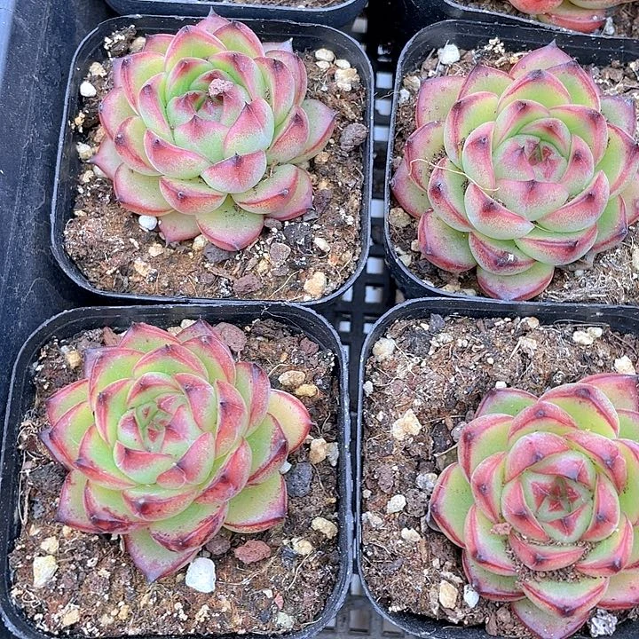 红太狼2.8带盆土