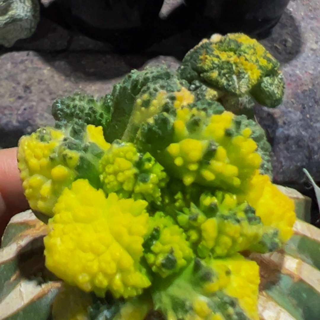 无花朵散班花锦大尤炸尤哥斯拉怒牡丹锦591