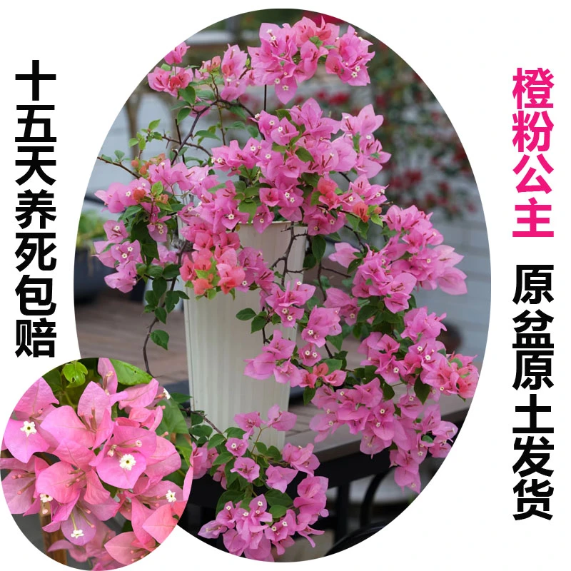 橙粉公主(三角梅)原生大苗四季开花老桩爬藤植物