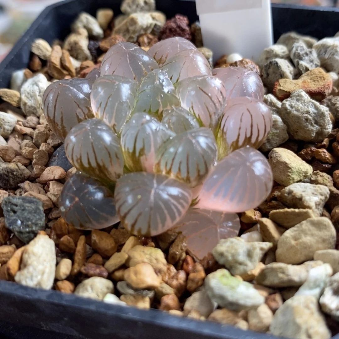 642姬玉露锦一物一拍