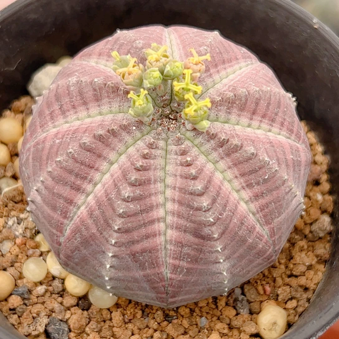 ?**?白肌神玉布纹球实生