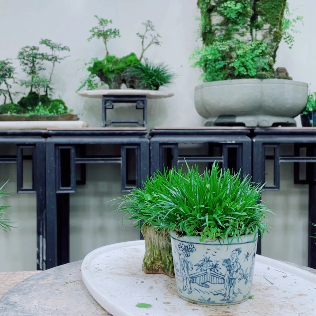 无铅玻璃珊*铁线蕨的一个分支叫做金黄色