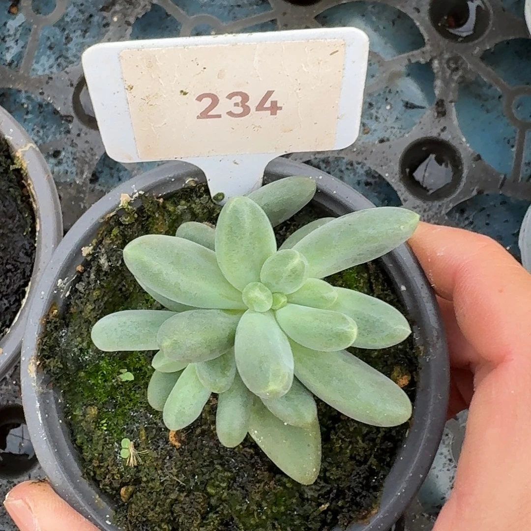 欧若拉12345678910111213