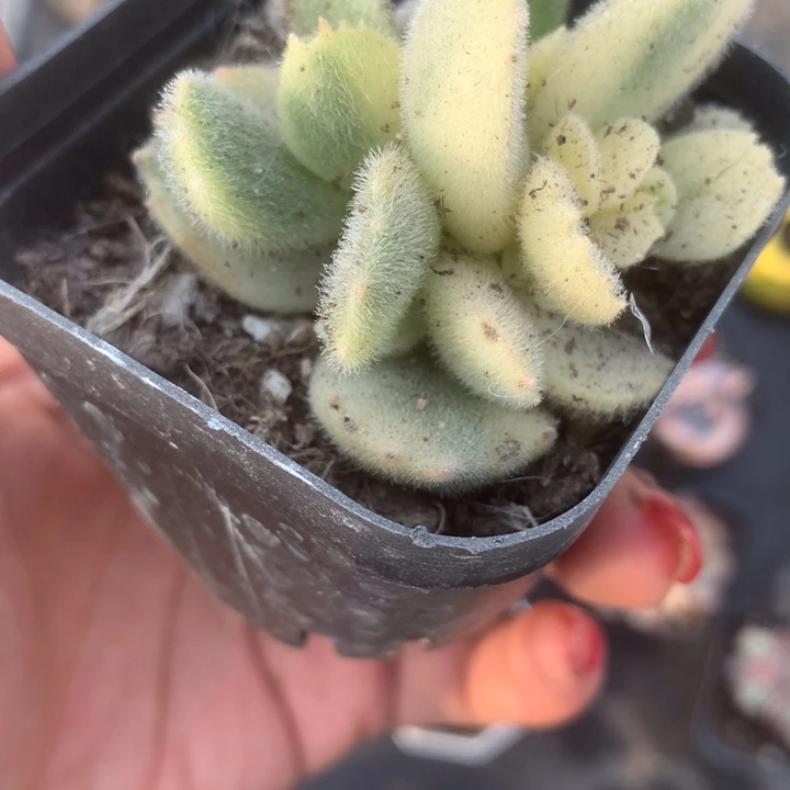 白熊。（满9.99包邮不满9.99发叶子）