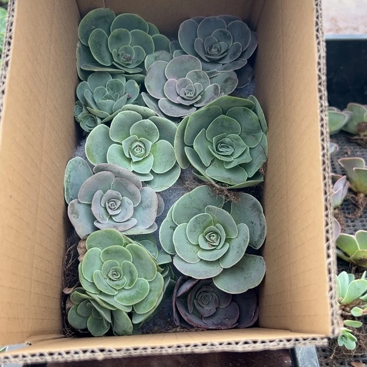 苗苗山地玫瑰多肉植物16