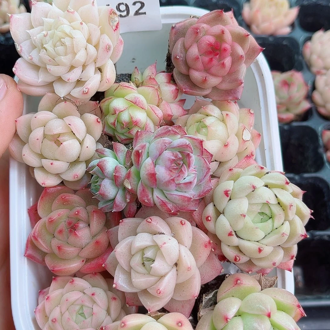 1-192 新疆西藏内蒙不发 12.8包邮2-3公分多肉