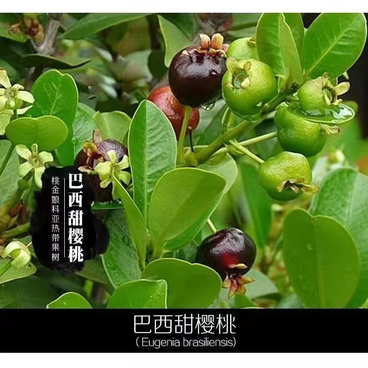 樱桃苗正宗巴西樱桃树苗，大小规格苗子都有，当年种植当年结果