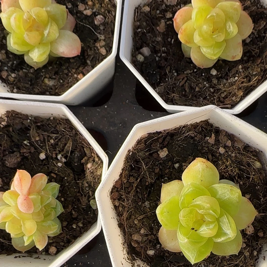 黄绿新糖心盆一个满25包邮