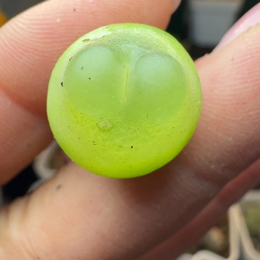 774拉拉尺寸1.4多四年