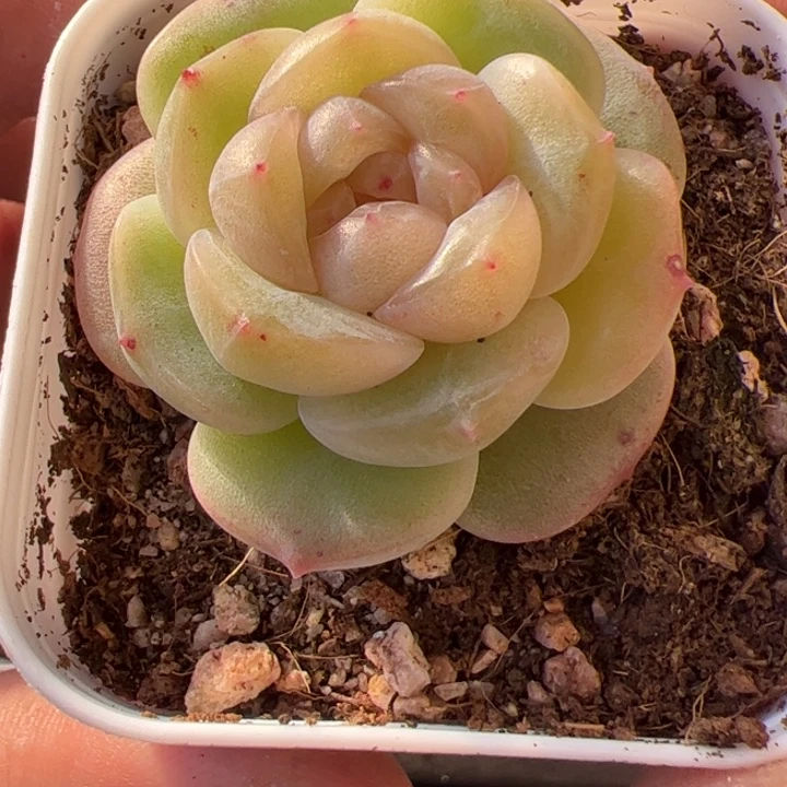 a20 一物一拍，精品多肉，尺寸不大介意勿拍