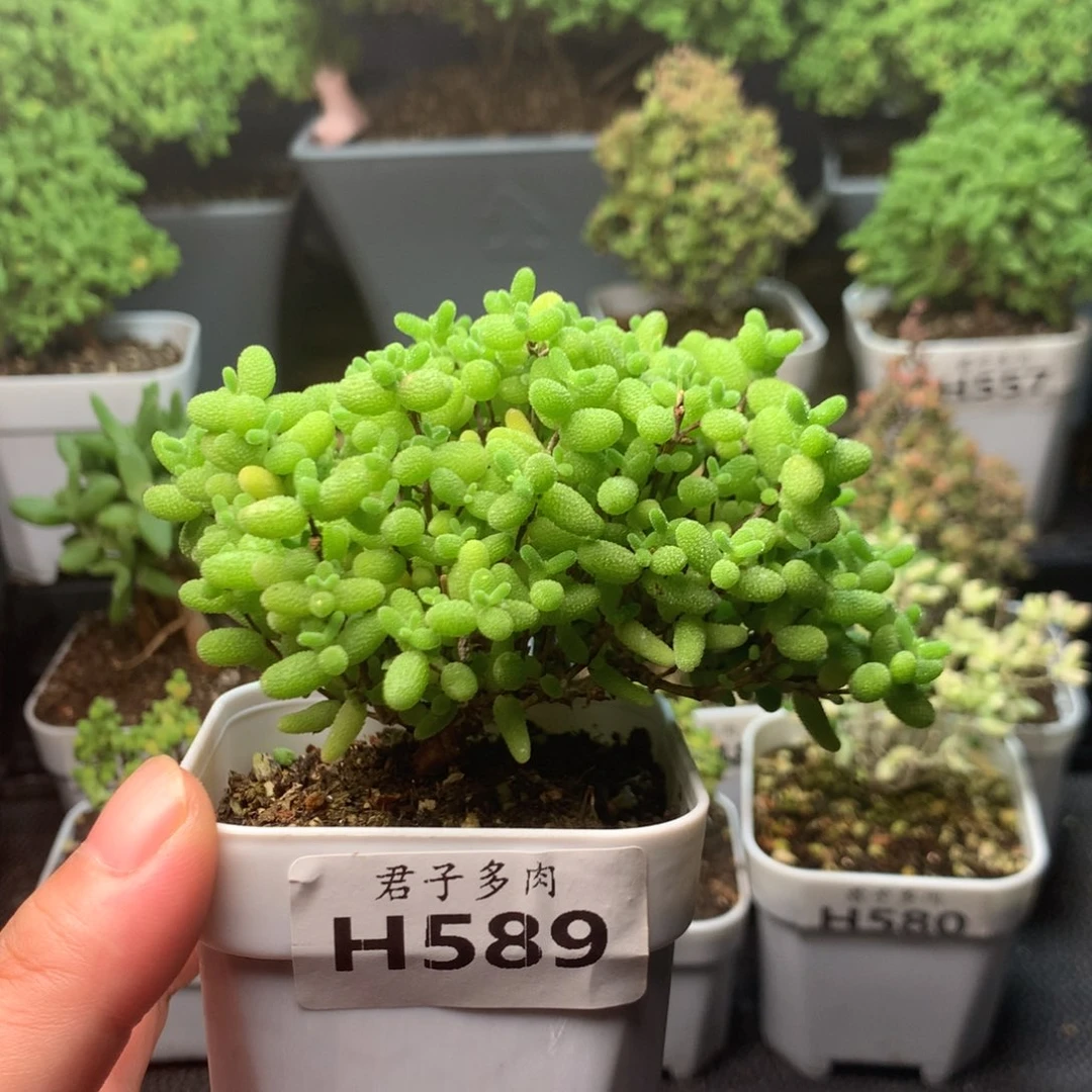 589蜜橘福利 。