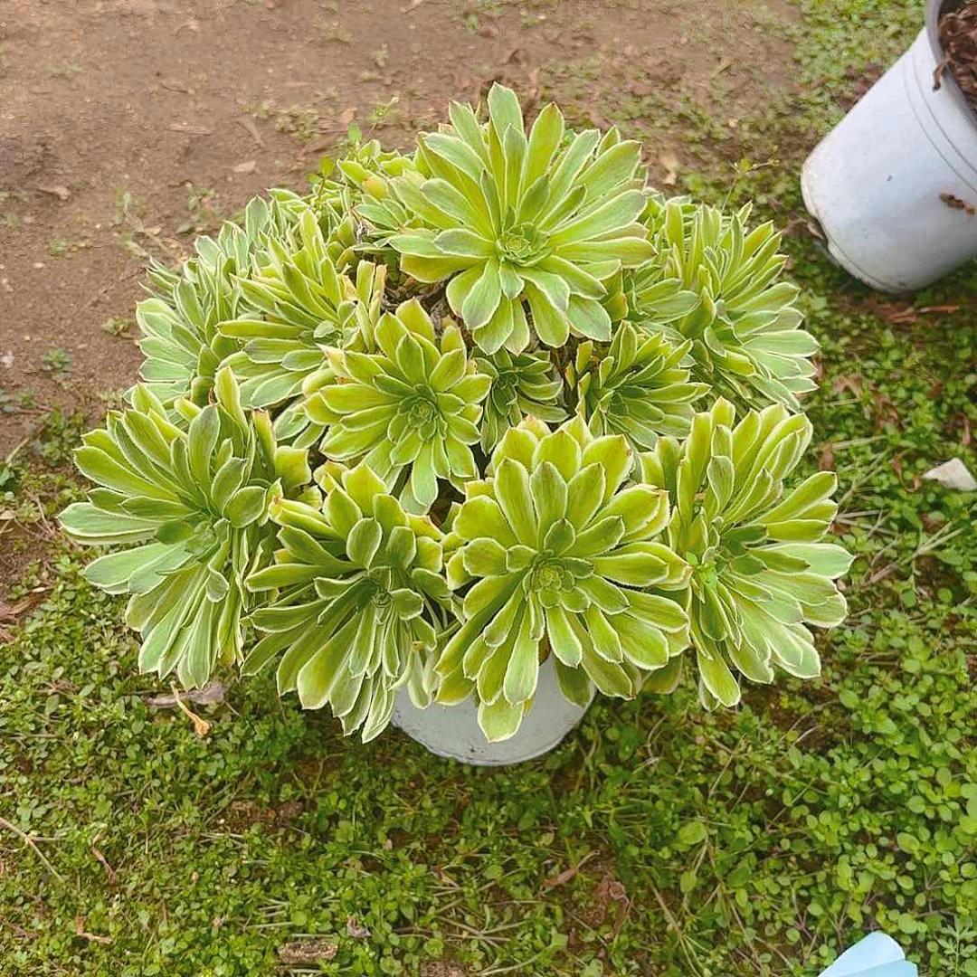 碧浪多肉植物老庄